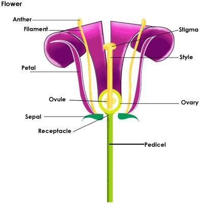 parts of flower diagram. Parts of a Flowering Plant